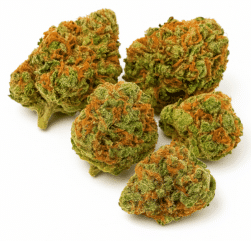 voodoo haze